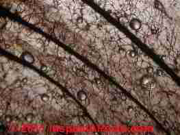 Brown mold growth indoors (C) Daniel Friedman